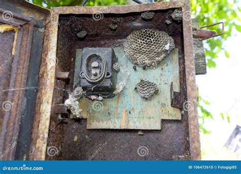 outside electrical panel wasps